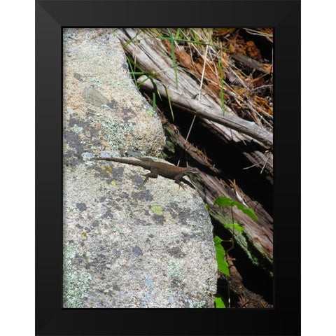 Lizard I Black Modern Wood Framed Art Print by Popcorn