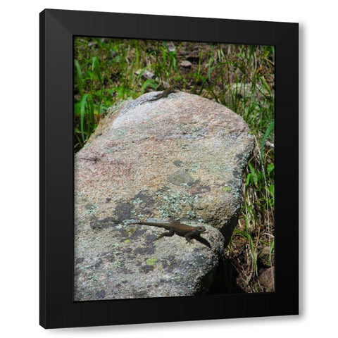 Lizard II Black Modern Wood Framed Art Print by Popcorn