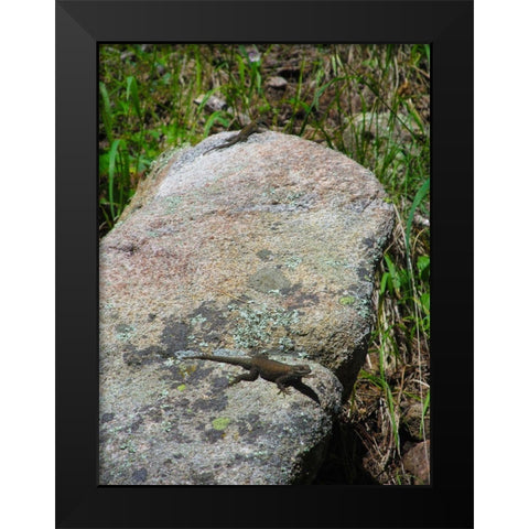 Lizard II Black Modern Wood Framed Art Print by Popcorn
