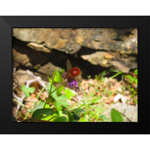 Insect II Black Modern Wood Framed Art Print by Popcorn