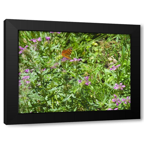 Butterfly I Black Modern Wood Framed Art Print with Double Matting by Popcorn