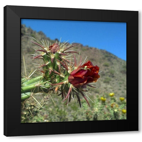 Cholla Bloom IV : Crab Spider Black Modern Wood Framed Art Print by Popcorn