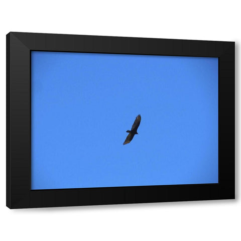 Turkey Vulture I Black Modern Wood Framed Art Print with Double Matting by Popcorn
