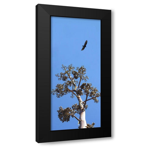 Turkey Vulture II Black Modern Wood Framed Art Print by Popcorn
