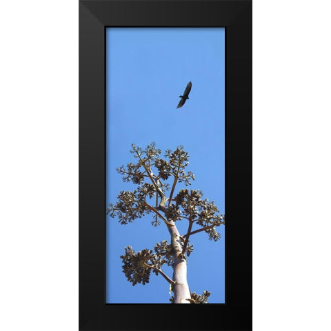 Turkey Vulture II Black Modern Wood Framed Art Print by Popcorn