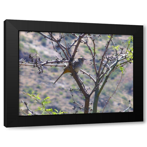 Finch I Black Modern Wood Framed Art Print with Double Matting by Popcorn