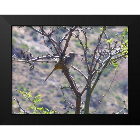 Finch I Black Modern Wood Framed Art Print by Popcorn