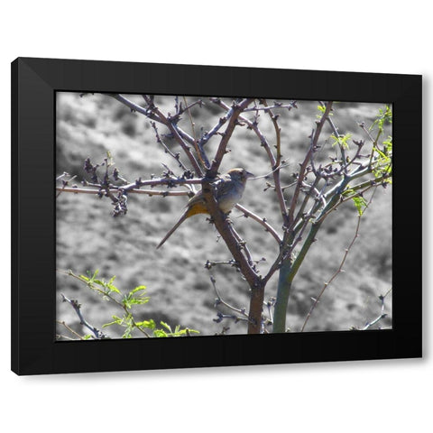Finch I BandW Black Modern Wood Framed Art Print with Double Matting by Popcorn