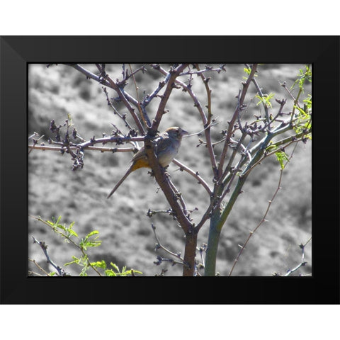 Finch I BandW Black Modern Wood Framed Art Print by Popcorn