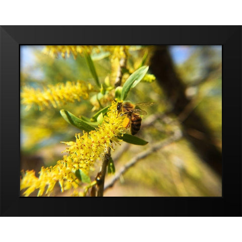 Bee in Mesquite Tree Black Modern Wood Framed Art Print by Popcorn