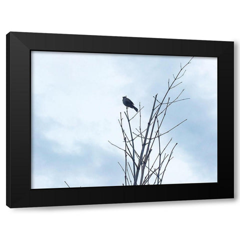 Bird Silhouette: Original Black Modern Wood Framed Art Print by Popcorn