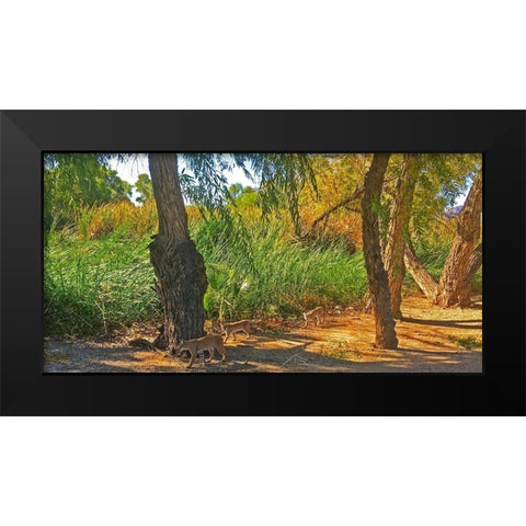 Bobcat II: Composite Black Modern Wood Framed Art Print by Popcorn