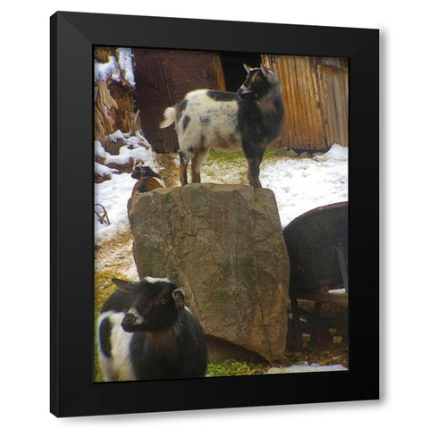 Three Goats  Black Modern Wood Framed Art Print with Double Matting by Popcorn