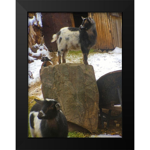 Three Goats  Black Modern Wood Framed Art Print by Popcorn