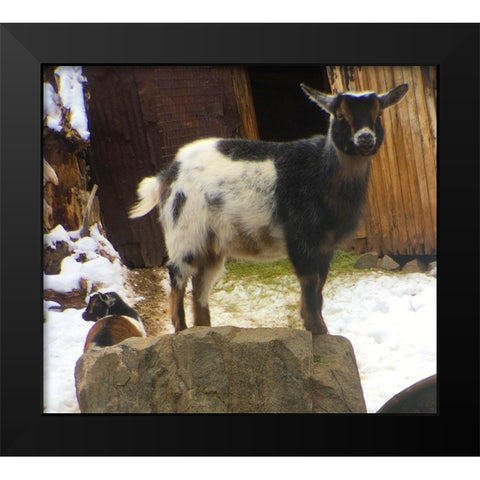 Two Goats Black Modern Wood Framed Art Print by Popcorn