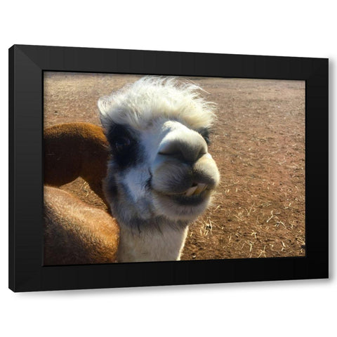 Alpaca I Black Modern Wood Framed Art Print with Double Matting by Popcorn