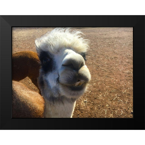 Alpaca I Black Modern Wood Framed Art Print by Popcorn