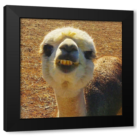 Alpaca II Black Modern Wood Framed Art Print with Double Matting by Popcorn