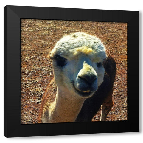 Alpaca III Black Modern Wood Framed Art Print by Popcorn