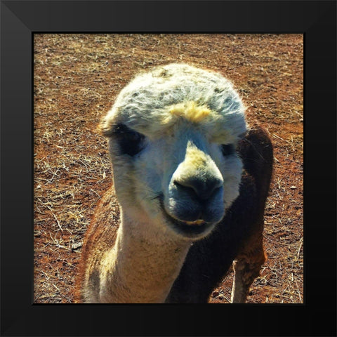 Alpaca III Black Modern Wood Framed Art Print by Popcorn