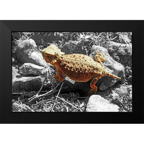 Horned Toad B-W b Black Modern Wood Framed Art Print by Popcorn