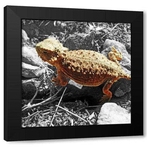 Horned Toad B-W c Black Modern Wood Framed Art Print by Popcorn