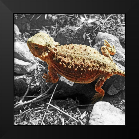 Horned Toad B-W c Black Modern Wood Framed Art Print by Popcorn