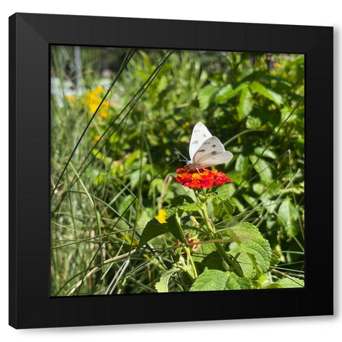 CheckeredWhiteButterfly Black Modern Wood Framed Art Print with Double Matting by Tenoever, William