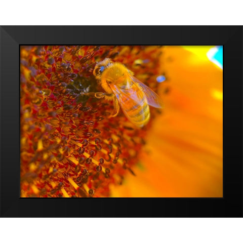 BeeOnSunflower1 Black Modern Wood Framed Art Print by Tenoever, William