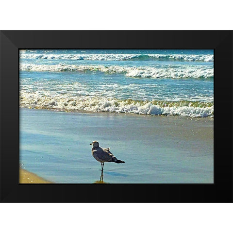 San Diego Seagull 2 Black Modern Wood Framed Art Print by Tenoever, William