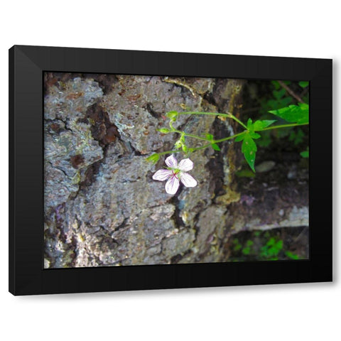Purple Flower Black Modern Wood Framed Art Print with Double Matting by Popcorn