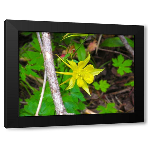 Columbine Black Modern Wood Framed Art Print with Double Matting by Popcorn