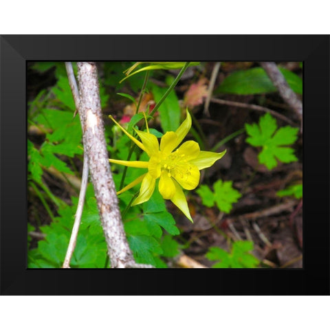 Columbine Black Modern Wood Framed Art Print by Popcorn