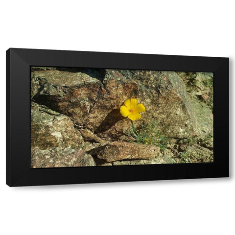 Poppies I Black Modern Wood Framed Art Print by Popcorn