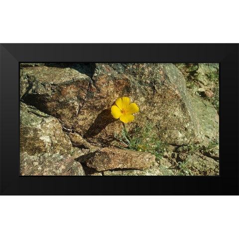 Poppies I Black Modern Wood Framed Art Print by Popcorn