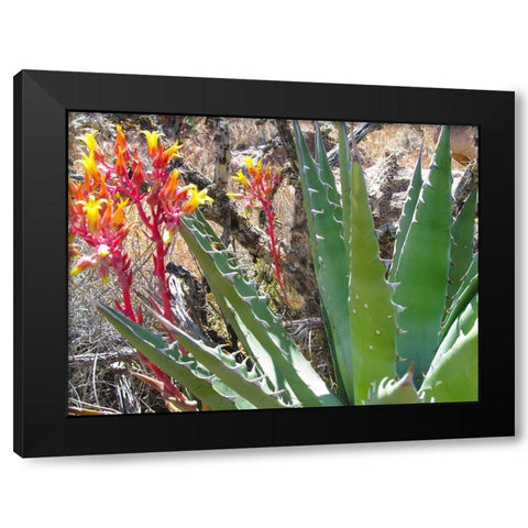 Rock Echeveria II W/ Agave Black Modern Wood Framed Art Print by Popcorn