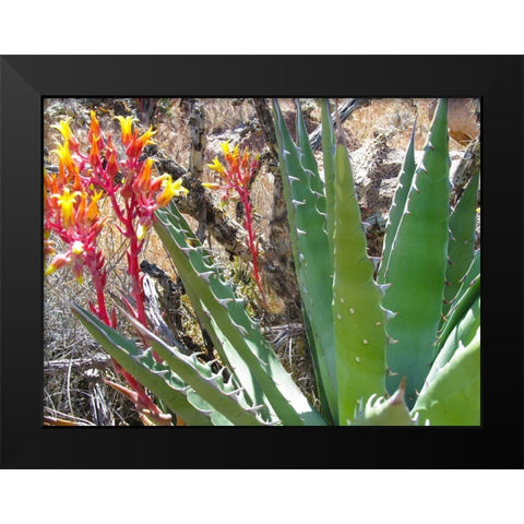 Rock Echeveria II W/ Agave Black Modern Wood Framed Art Print by Popcorn