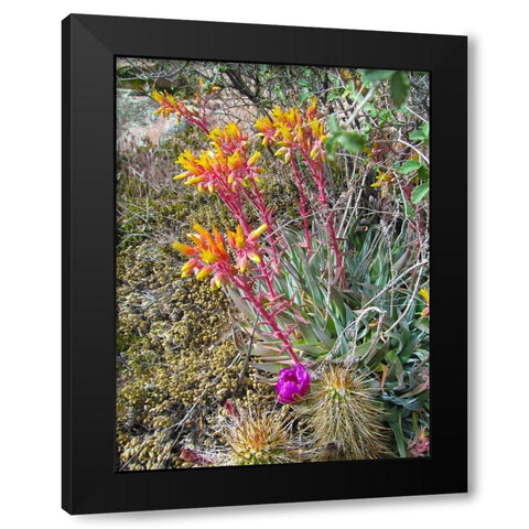 Rock Echeveria III W/ Hedgehog Cactus Black Modern Wood Framed Art Print with Double Matting by Popcorn