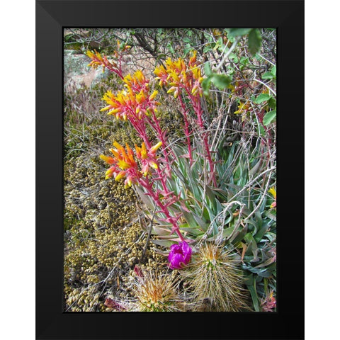 Rock Echeveria III W/ Hedgehog Cactus Black Modern Wood Framed Art Print by Popcorn