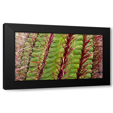 Barrel Cactus Black Modern Wood Framed Art Print with Double Matting by Popcorn