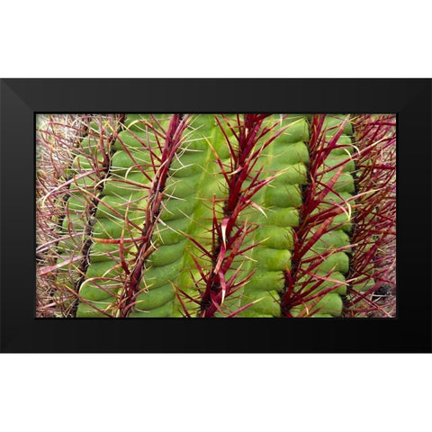 Barrel Cactus Black Modern Wood Framed Art Print by Popcorn