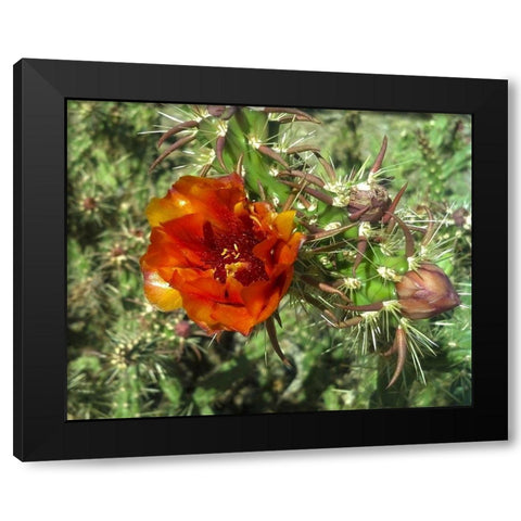 Cholla Bloom I Black Modern Wood Framed Art Print by Popcorn