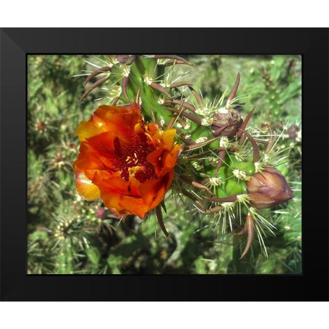 Cholla Bloom I Black Modern Wood Framed Art Print by Popcorn