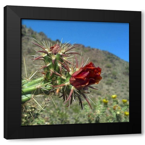 Cholla Bloom III Black Modern Wood Framed Art Print by Popcorn