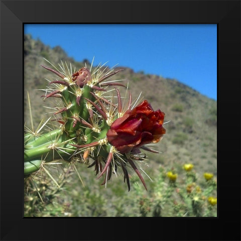 Cholla Bloom III Black Modern Wood Framed Art Print by Popcorn
