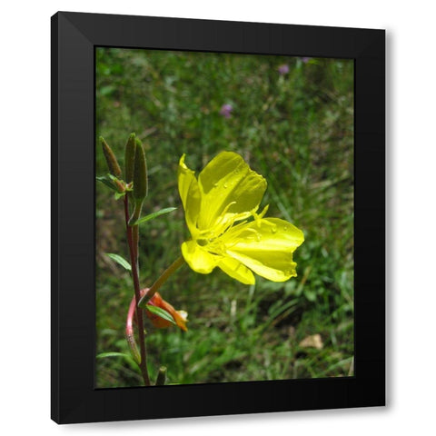 Poppies II : After the Rain Black Modern Wood Framed Art Print with Double Matting by Popcorn