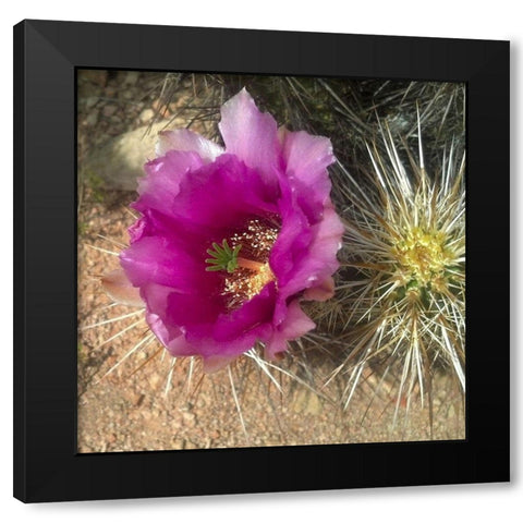 Hedgehog Bloom I Black Modern Wood Framed Art Print by Popcorn