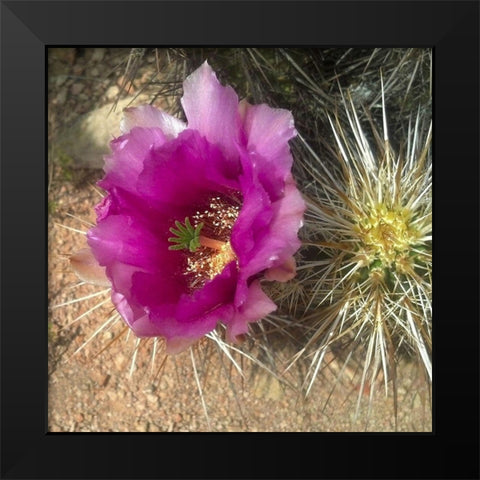 Hedgehog Bloom I Black Modern Wood Framed Art Print by Popcorn