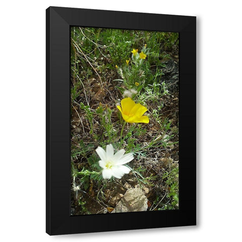 Wildflowers I Black Modern Wood Framed Art Print by Popcorn