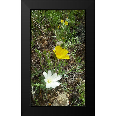 Wildflowers I Black Modern Wood Framed Art Print by Popcorn